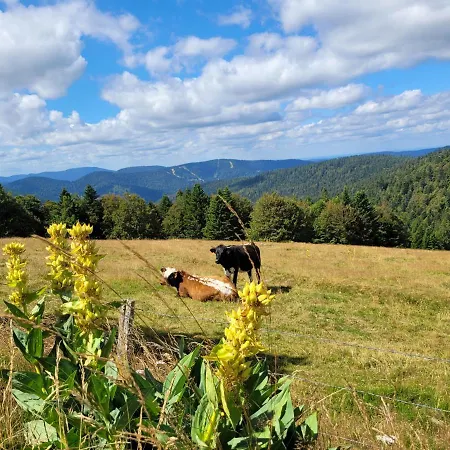 Chaleureux Au Coeur Des Hautes Vosges Ventron